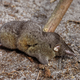 Illustration for article titled This new hero shrew is so freakishly strong they named it after Thor
